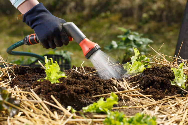 10 Garden Watering Hacks & Watering Tips for Vegetable Gardens